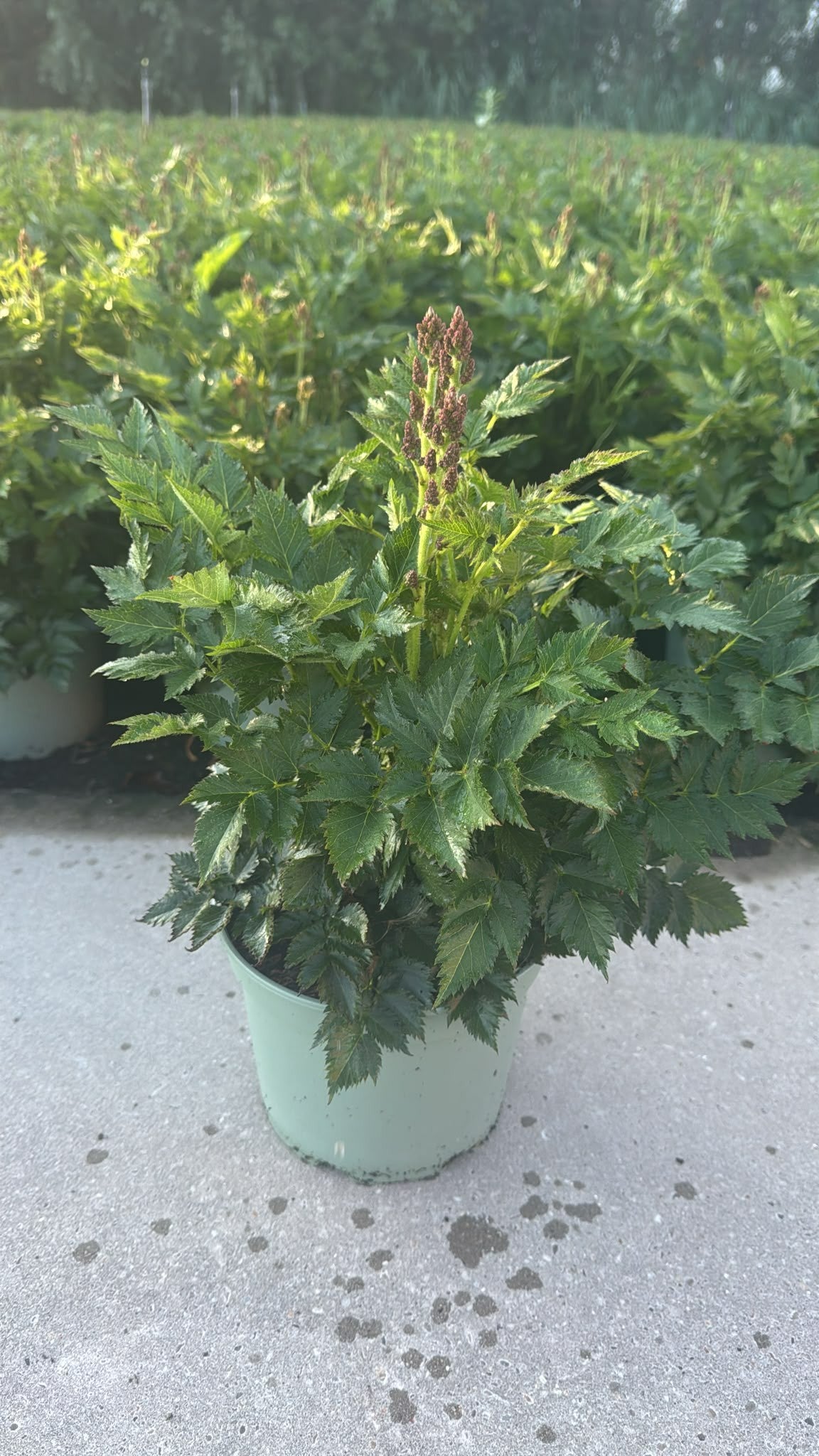 Astilbe Younique Cerise 50cm 19cm Pot
