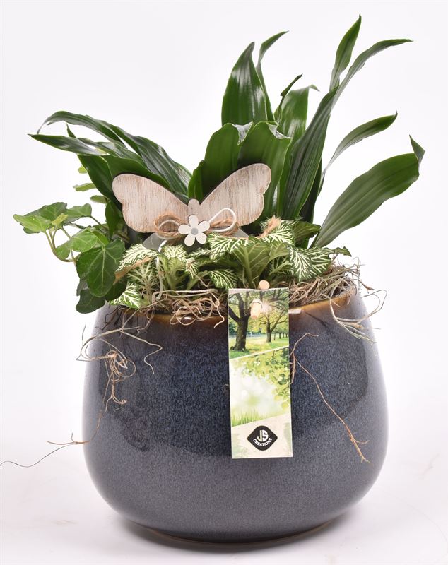 Indoor arrangement 16cm Pot