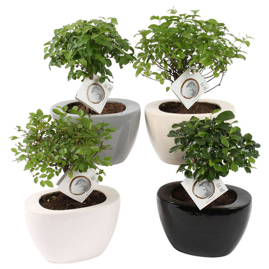 Bonsai mix 30cm 19cm Pot
