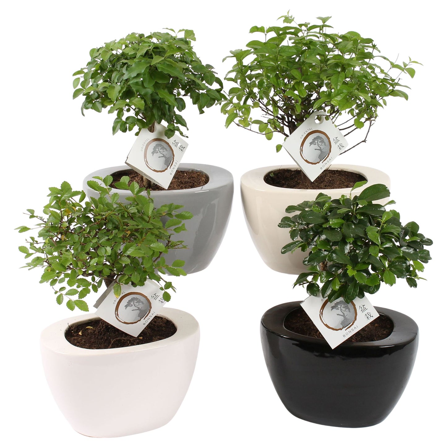 Bonsai mix 30cm 19cm Pot