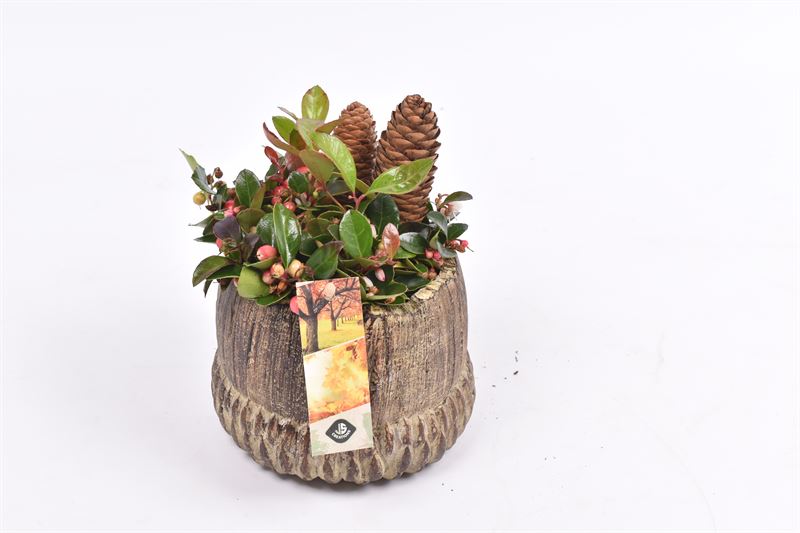 arr. Gaultheria 14cm Pot
