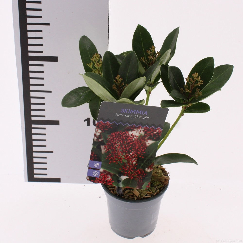 Snepvangers Tuinplanten Skimmia japonica Rubella Pack of 18