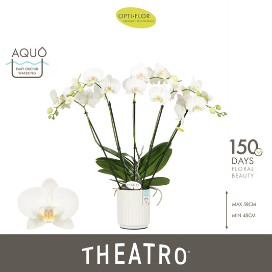 Phalaenopsis white 60cm 12cm Pot