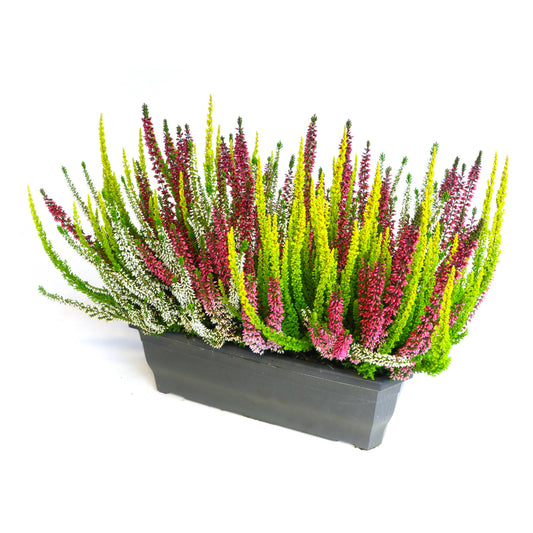 Calluna Beauty Ladies mix 25cm 40cm Pot