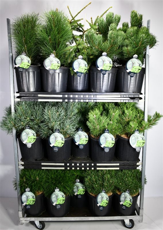 Conifer mix 60cm 32cm Pot