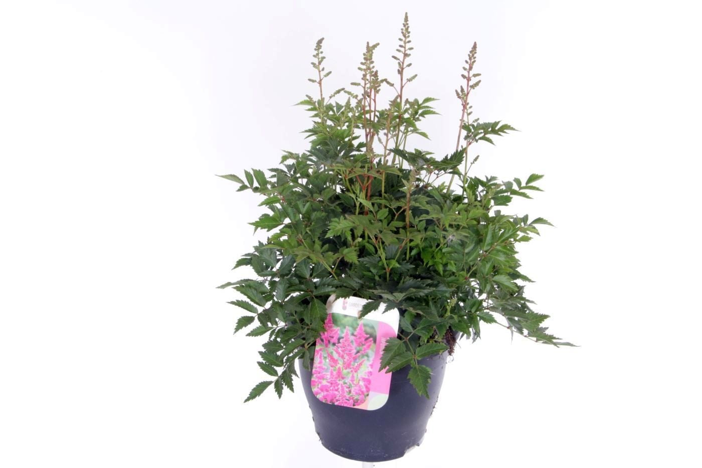 Astilbe Hybrid 55cm 23cm Pot