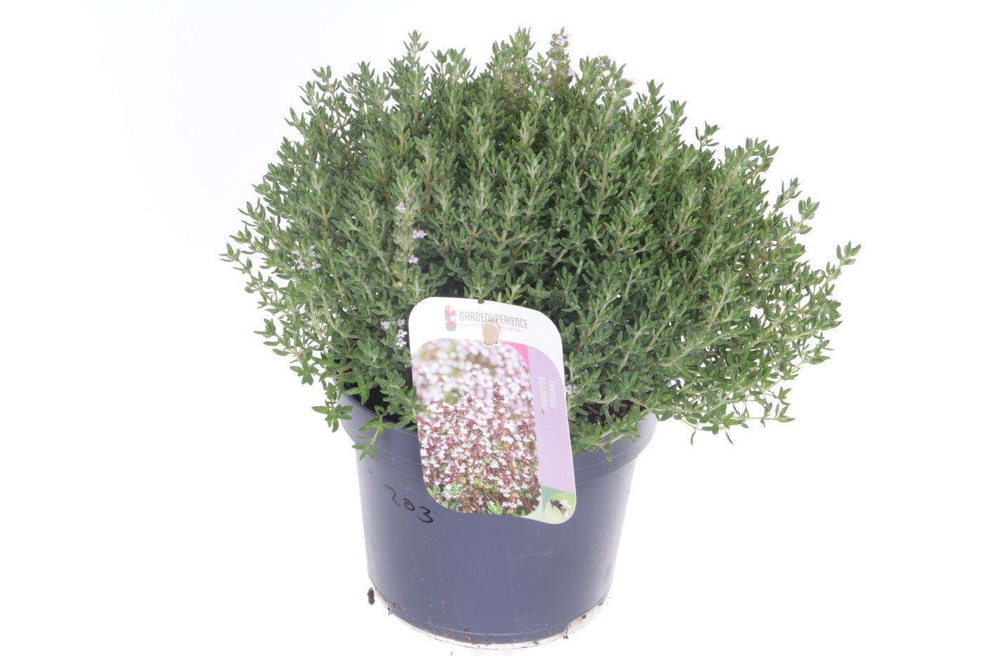 Noordpoel BV, Kw. de Thymus vul. Compactus Pack of 8