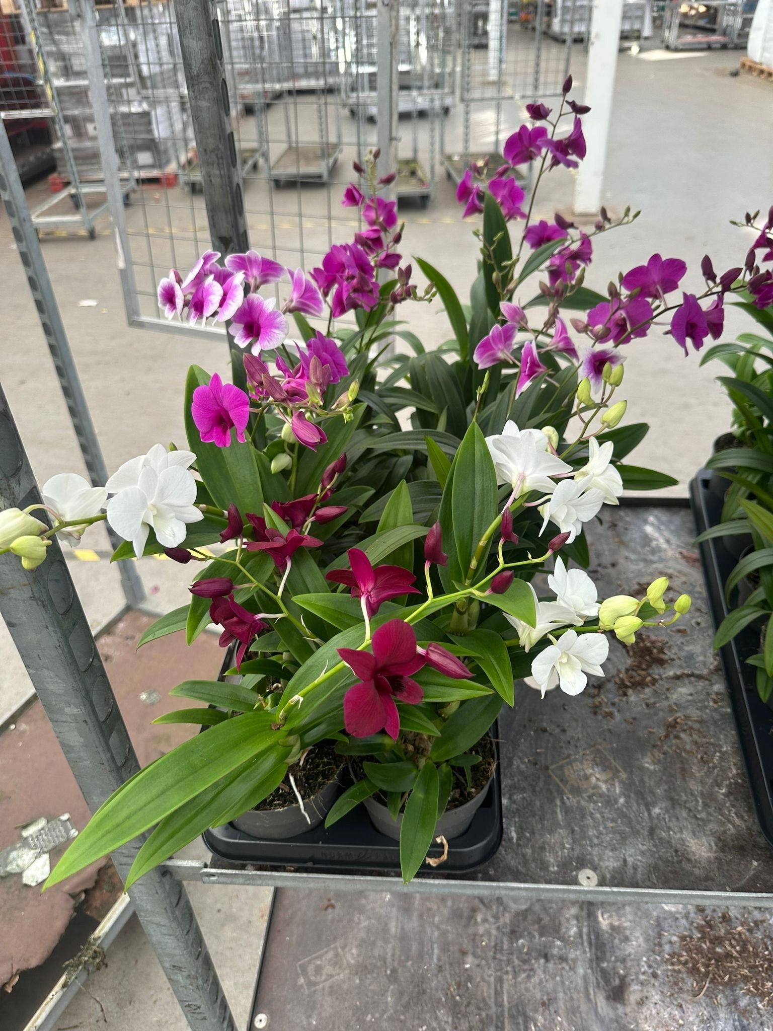 Ansu Dendrobium Sa-Nook Carnaval Pack of 10