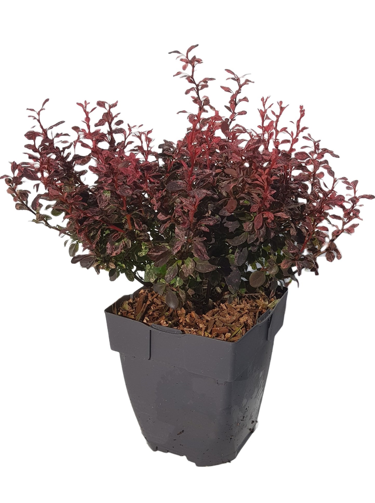 Berberis overig 35cm 17cm Pot