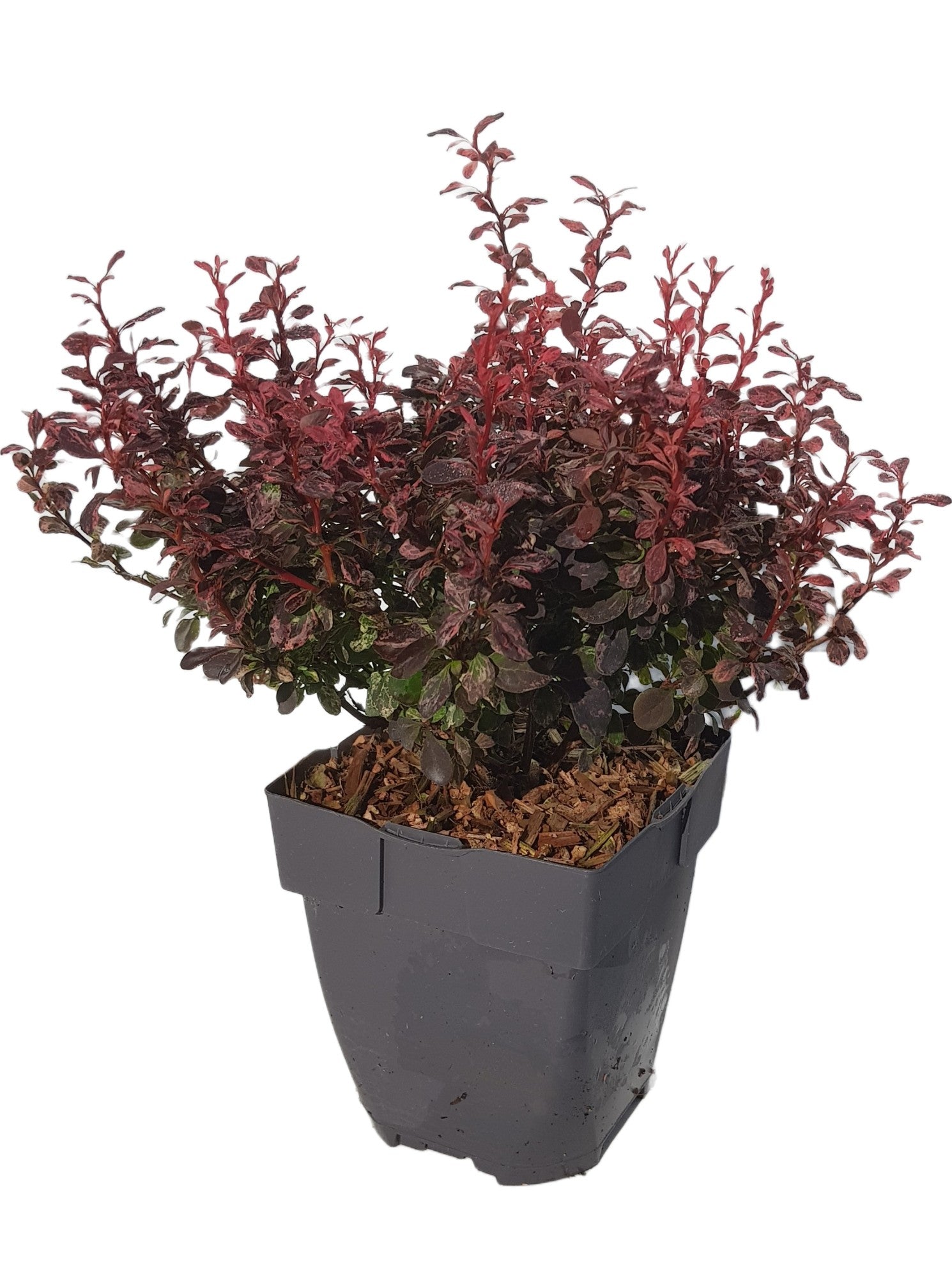 Berberis overig 35cm 17cm Pot