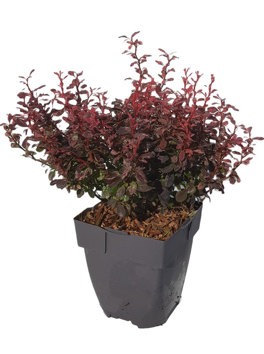 Berberis overig 35cm 17cm Pot