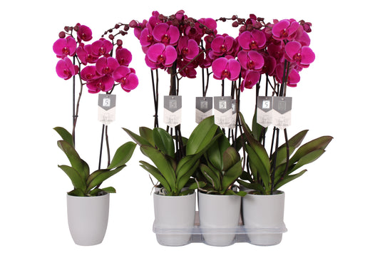 Vijverberg BV, kw. Piet Phalaenopsis Johannesburg Pack of 6