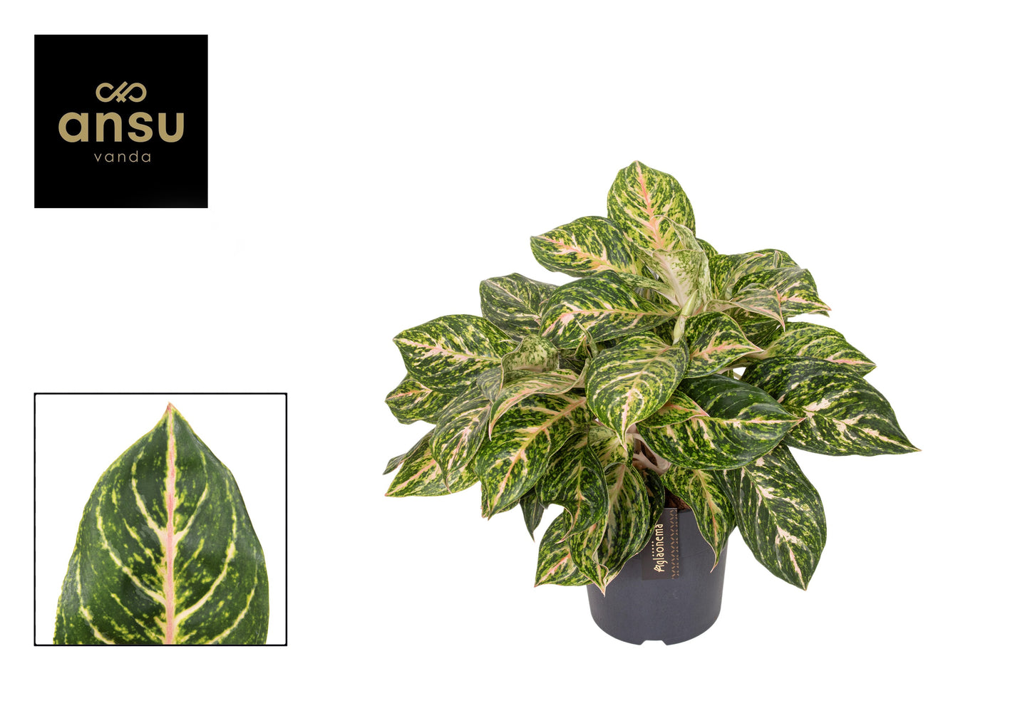 Aglaonema Crimson Love 50cm 19cm Pot