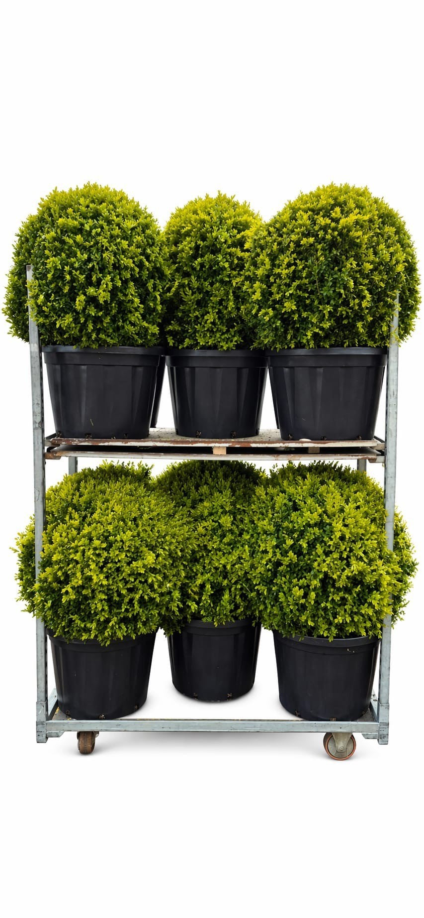 Buxus sempervirens ball 100cm 50cm Pot