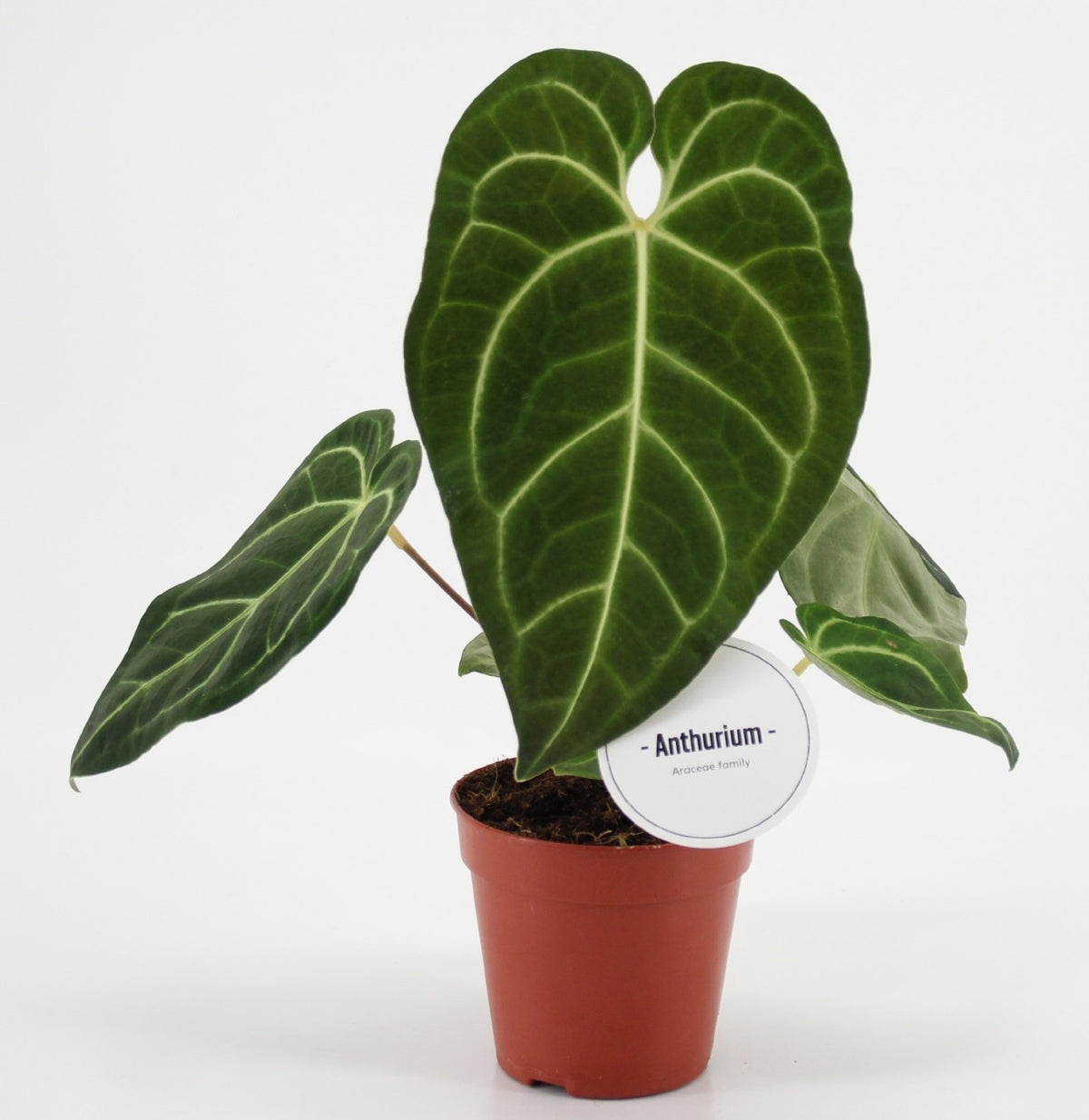 Anthurium andraeanum 45cm 12cm Pot