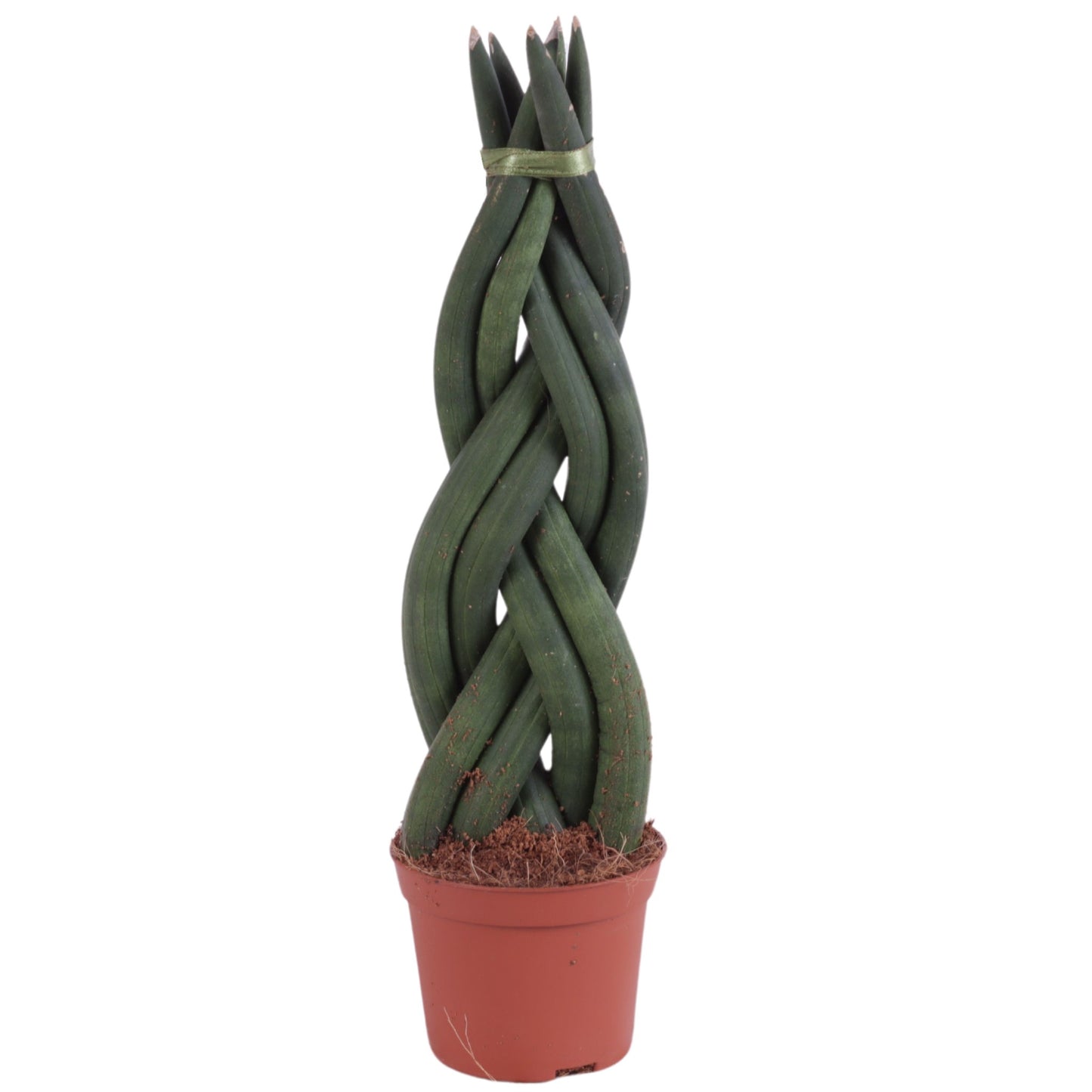 Sansevieria cylindrica 30cm 8.5cm Pot