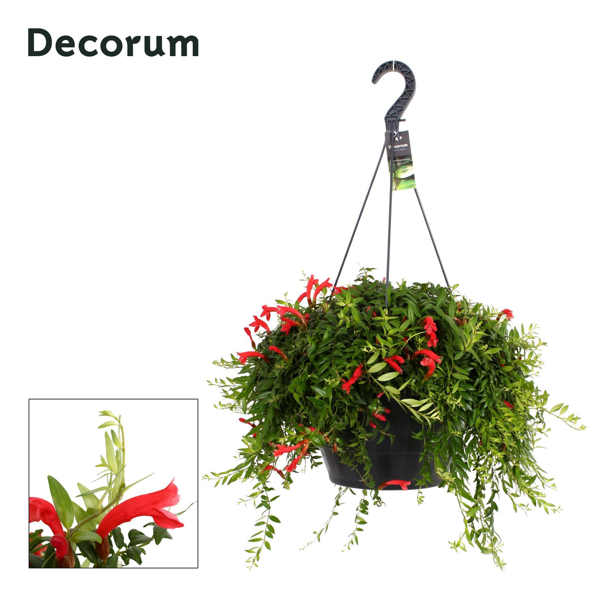 Aeschynanthus Japhrolepis Hanging Basket 35cm 37cm Pot