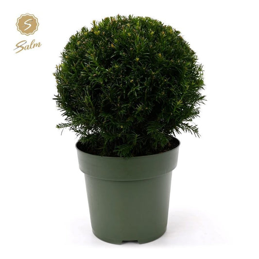 Taxus baccata ball 50cm 27cm Pot