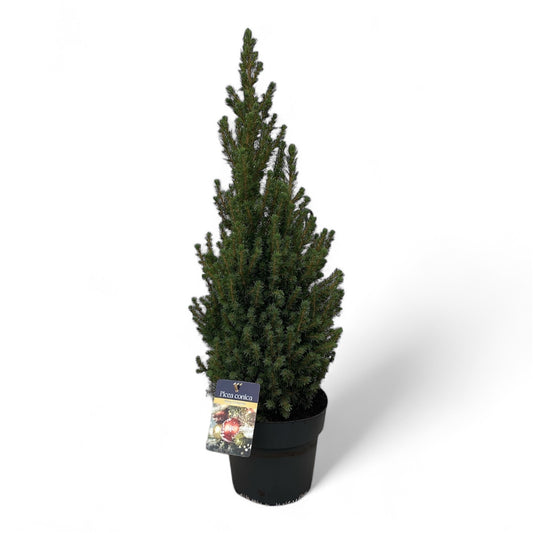 Picea glauca Conica 70cm 21cm Pot