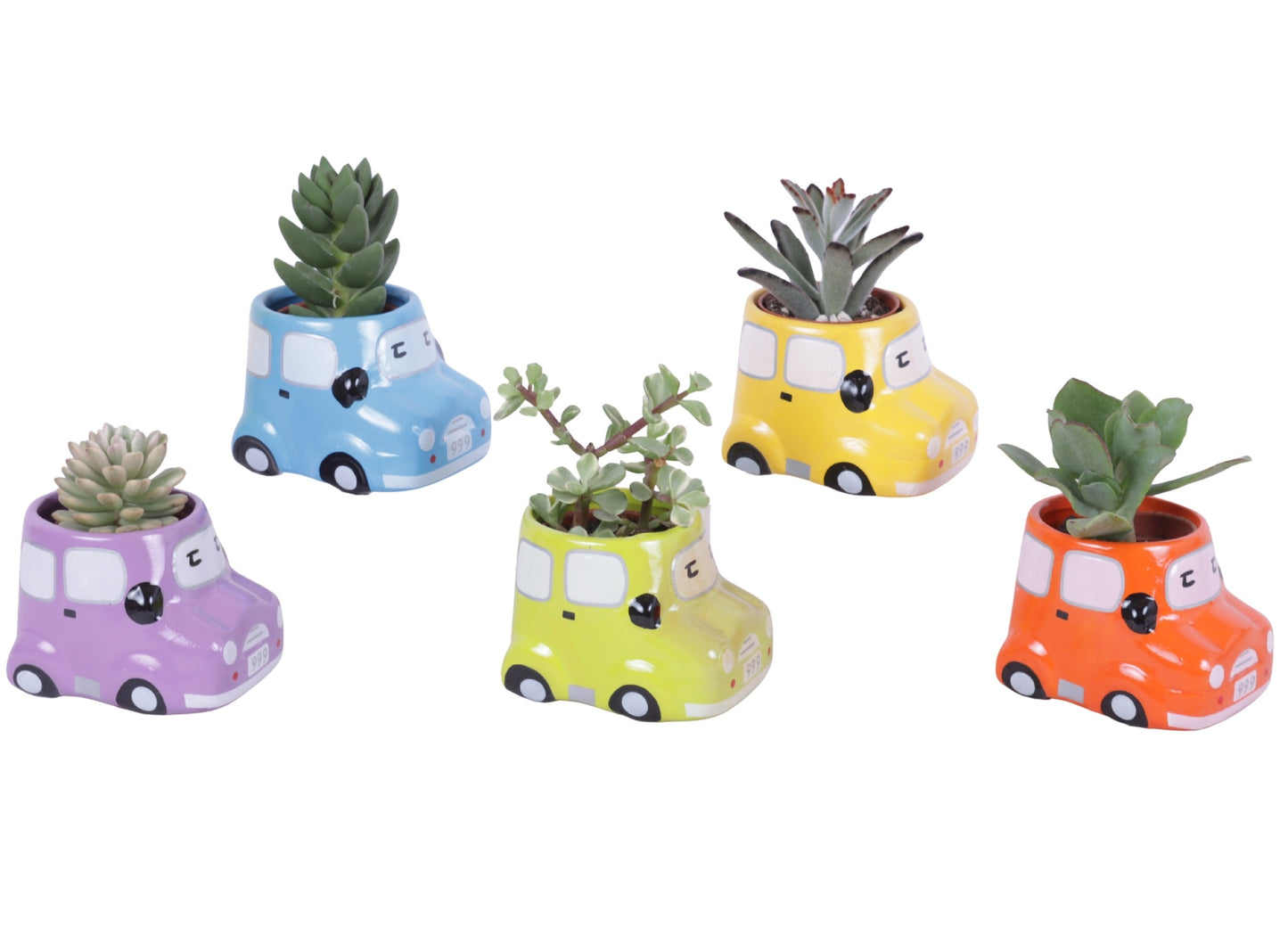 Succulent mix 15cm 9cm Pot