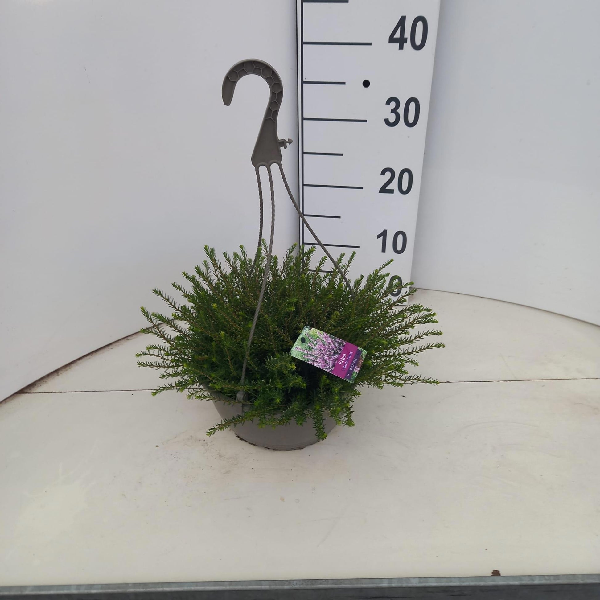Erica Darley Dale 15cm 23cm Pot