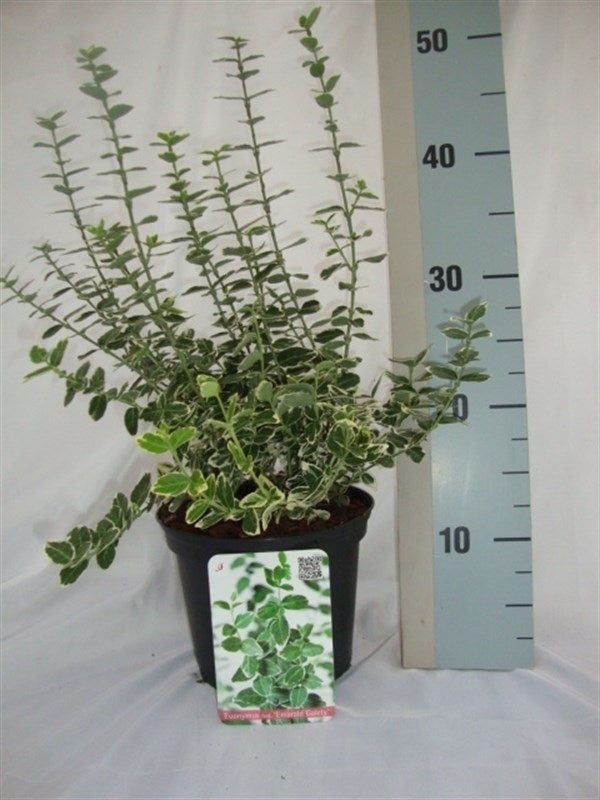 Euonymus Emerald Gaiety 35cm 17cm Pot