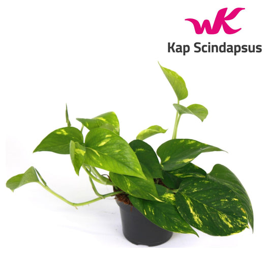Kap Scindapsus Epipremnum Aureum Pack of 10