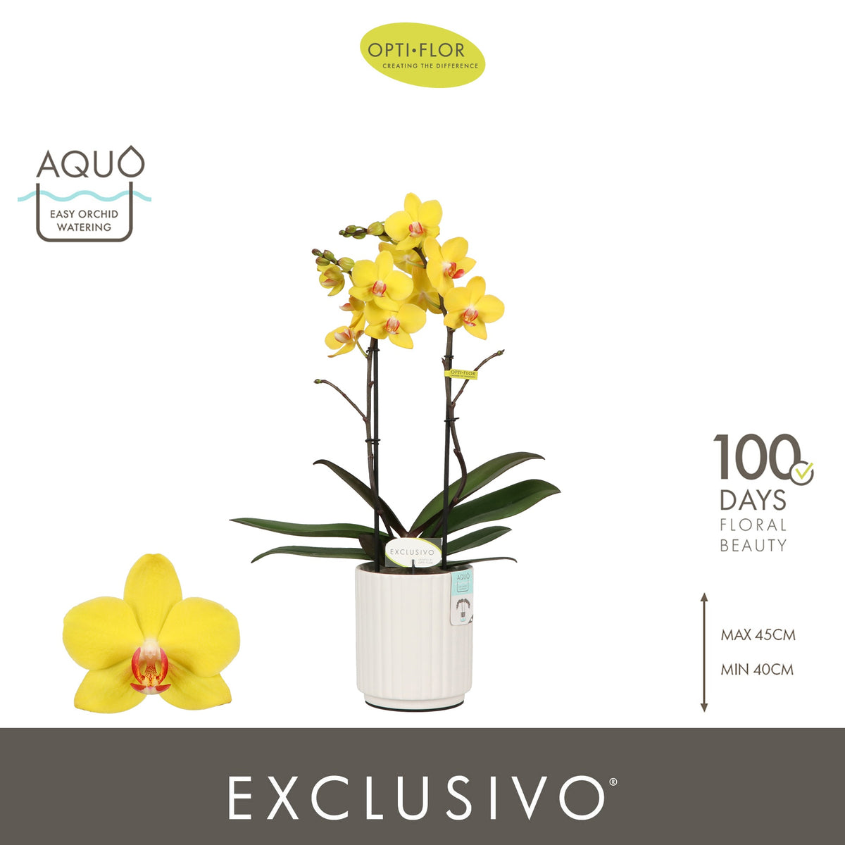 Phalaenopsis yellow 45cm 12cm Pot