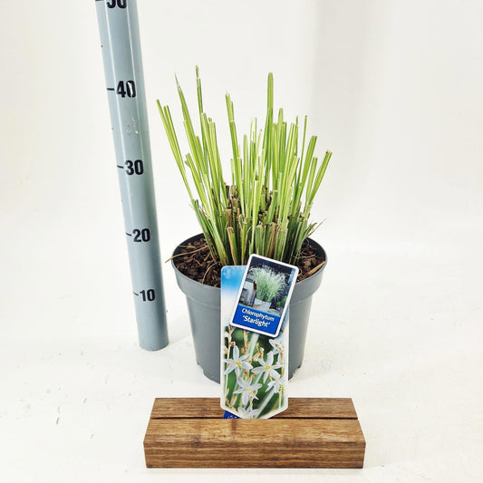 Chlorophytum sau. Starlight 80cm 23cm Pot