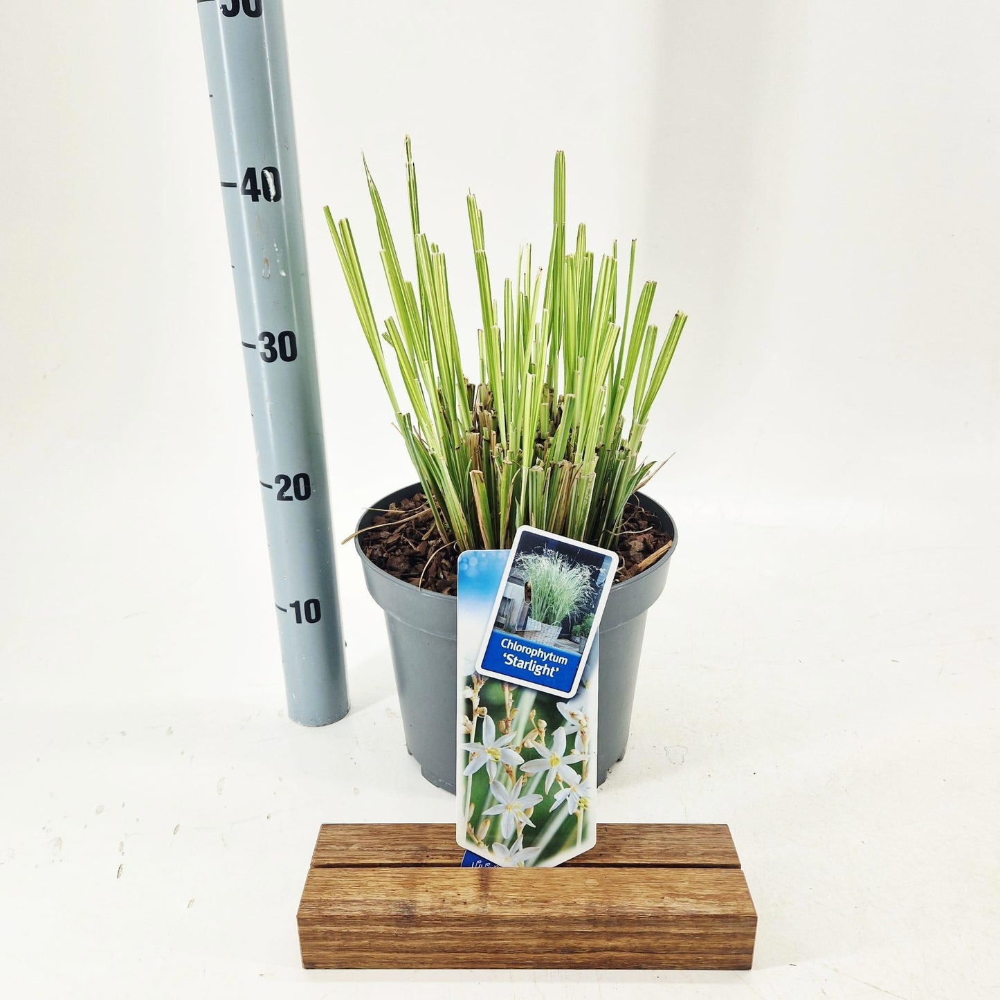 Chlorophytum sau. Starlight 80cm 23cm Pot