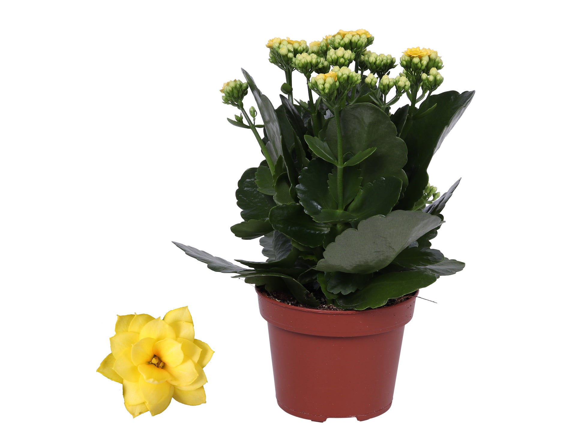KP Holland Centraal Kalanchoe Rosalina Don Amarillo Pack of 6