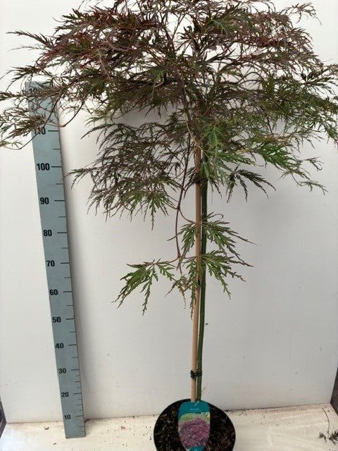Acer Inaba-shidare 120cm 26cm Pot