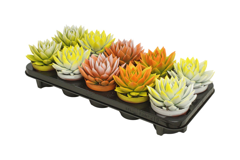 Echeveria Miranda 13cm 10.5cm Pot
