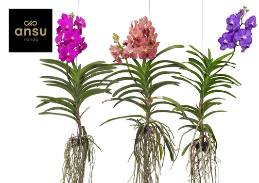 Vanda hybrid 60cm 17cm Pot