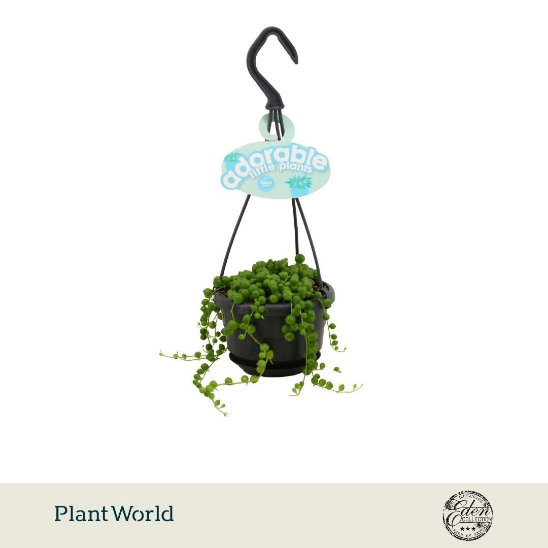 Plantworld Smit Kwekerij Senecio rowleyanus Pack of 5