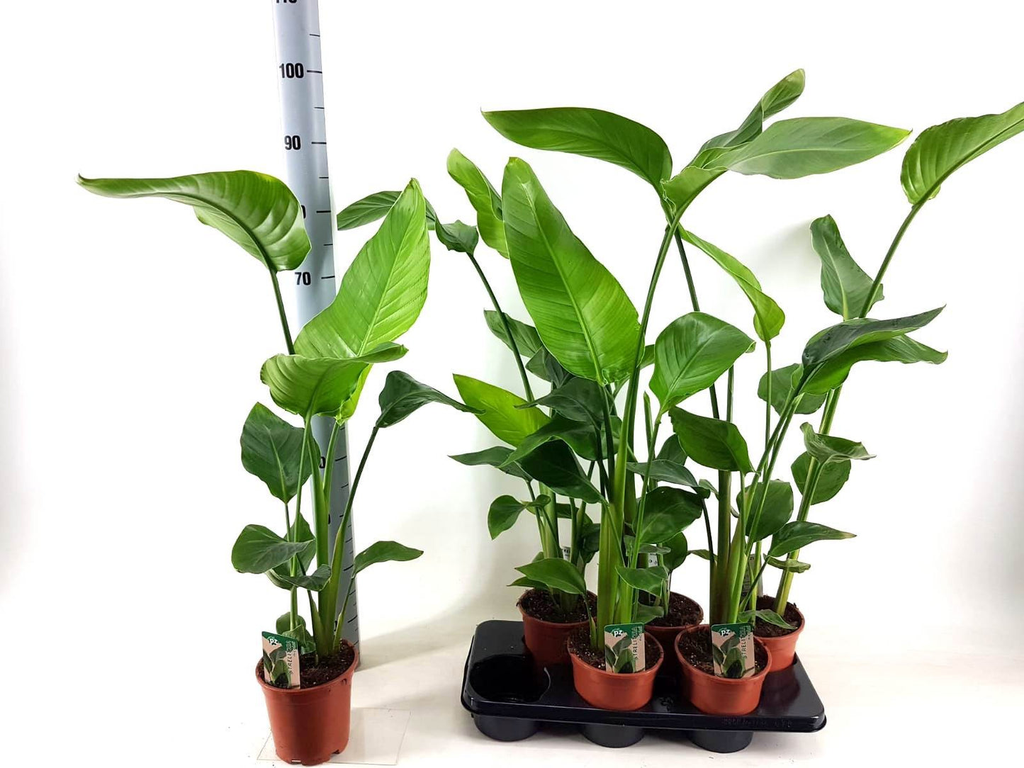 Strelitzia nicolai 75cm 17cm Pot