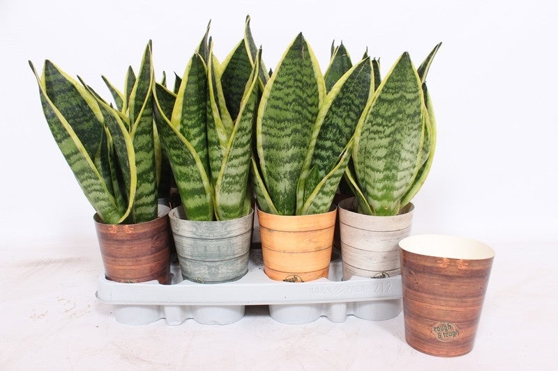 Sansevieria Futura Superba 30cm 9cm Pot
