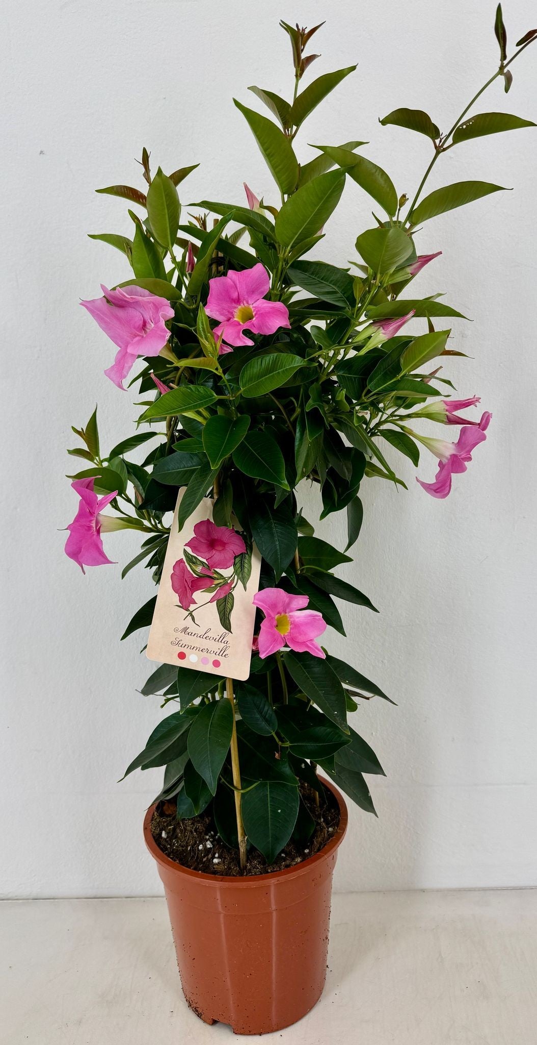 Mandevilla Rio Elegant Pink 70cm 19cm Pot