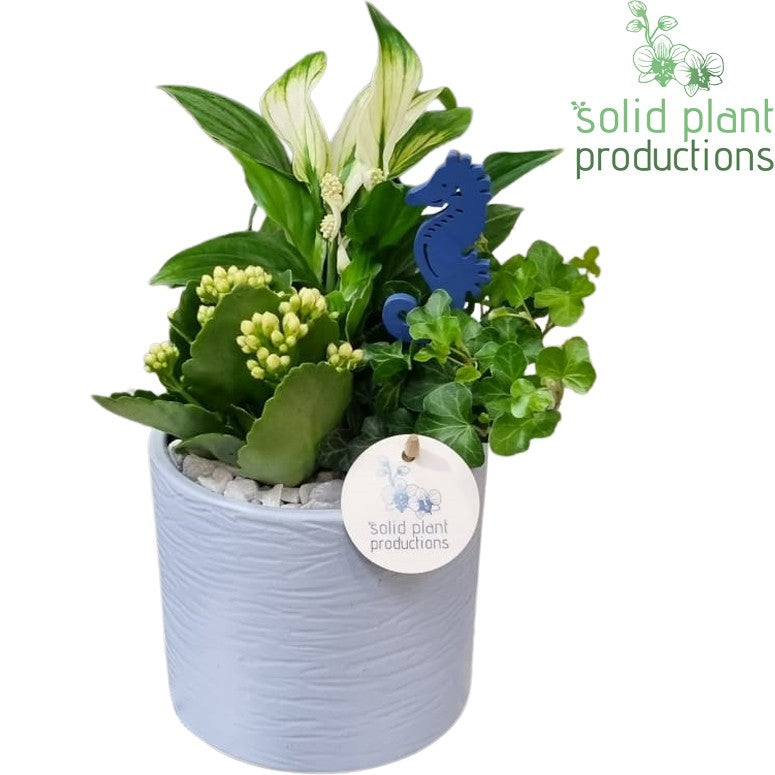 SP001 Amy Blue 35cm 14cm Pot