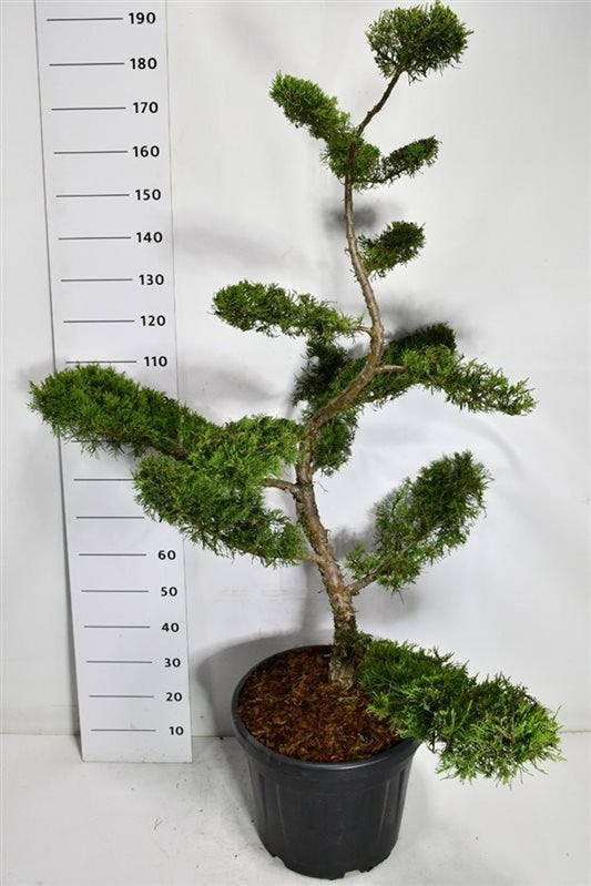 Juniperus Pfitzeriana Aurea 210cm 48cm Pot
