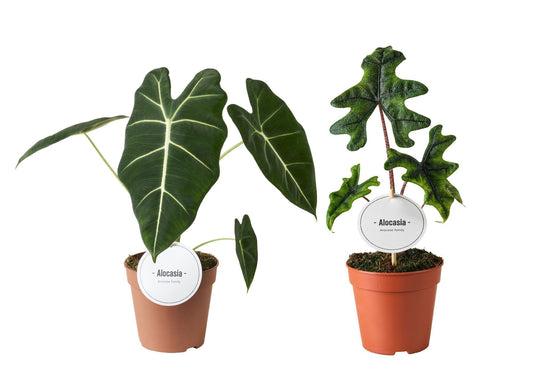 Alocasia mix 30cm 12cm Pot