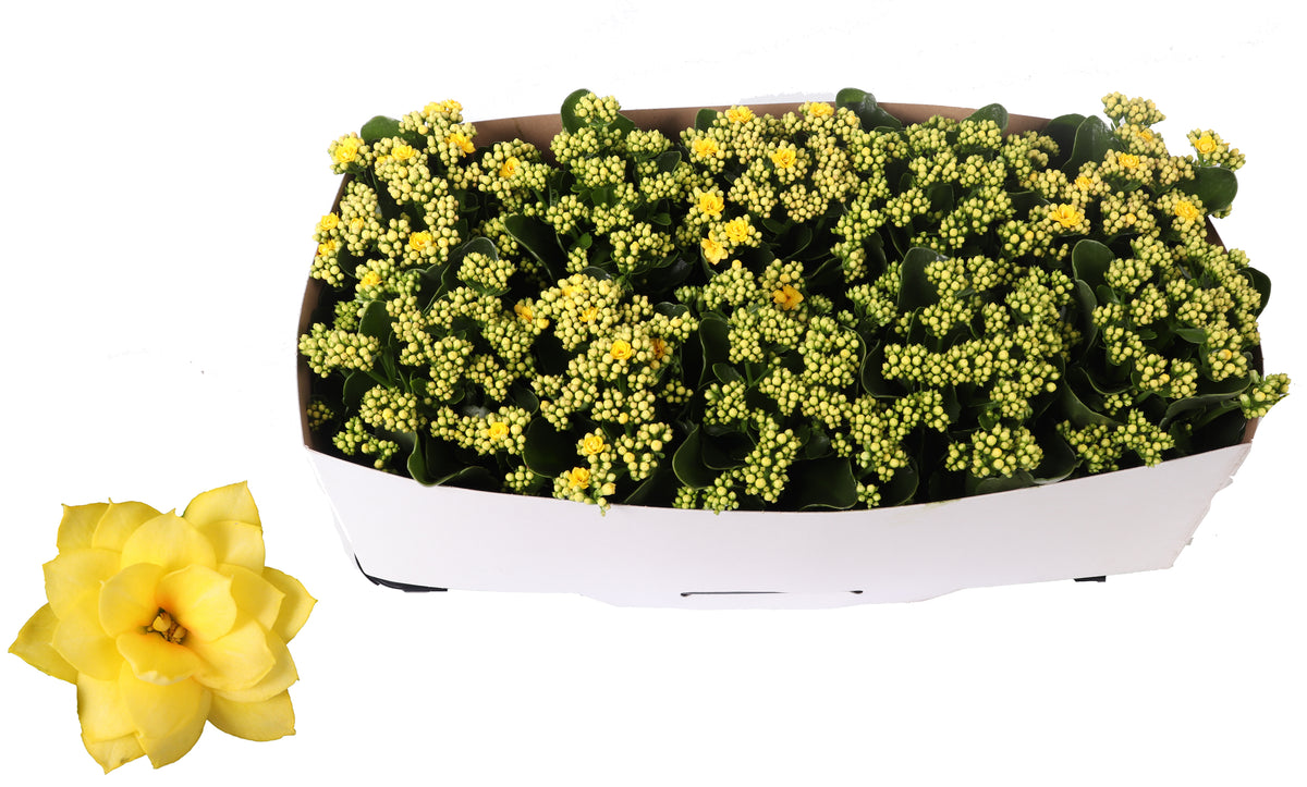 Kalanchoe Rosalina Don Amarillo 27cm 12cm Pot