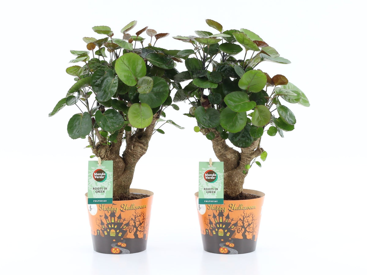 Polyscias Fabian 40cm 12cm Pot