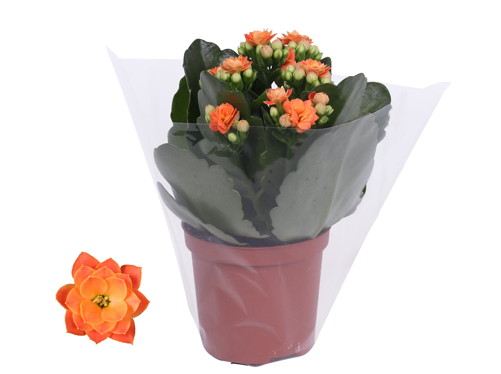 Kalanchoe Rosalina Don Pedro 15cm 7cm Pot