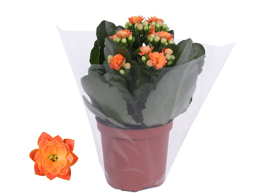 Kalanchoe Rosalina Don Pedro 15cm 7cm Pot