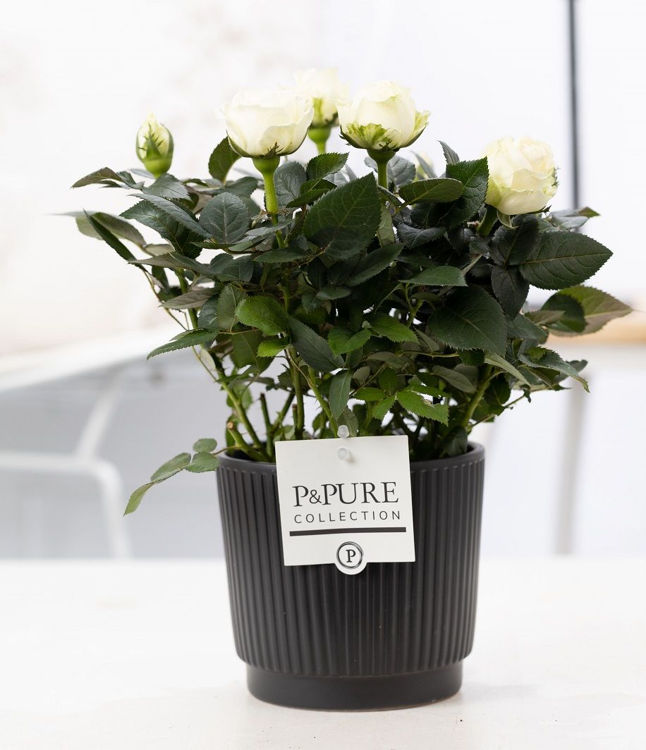 Pure Collection Rosa Beau Monde white Pack of 6