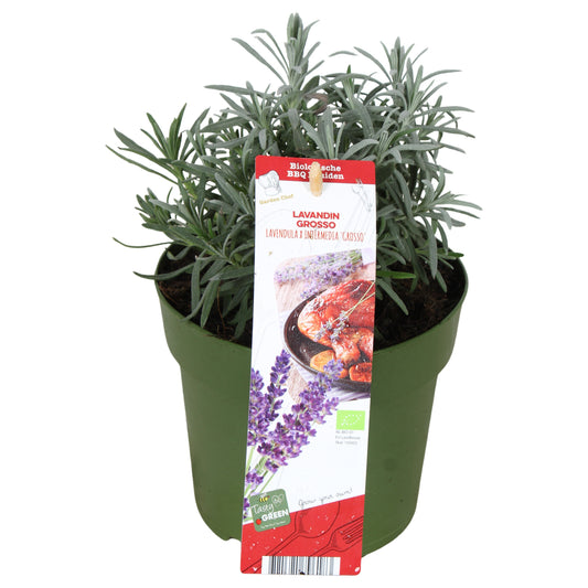 Garden herbs 30cm 14cm Pot