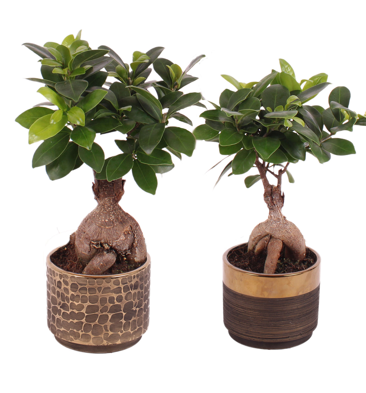 Ficus Ginseng 30cm 10cm Pot