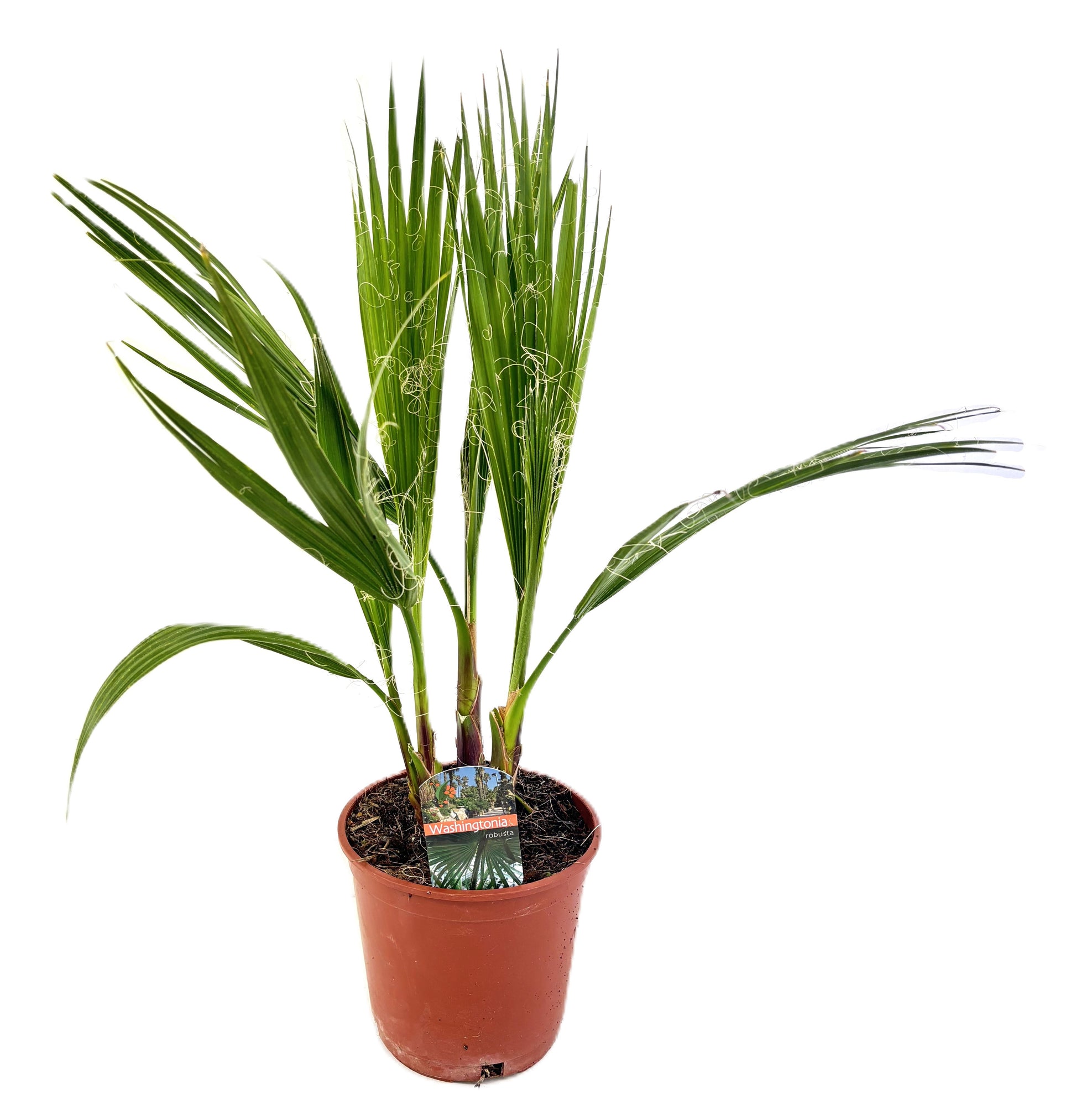 Washingtonia robusta 70cm 17cm Pot