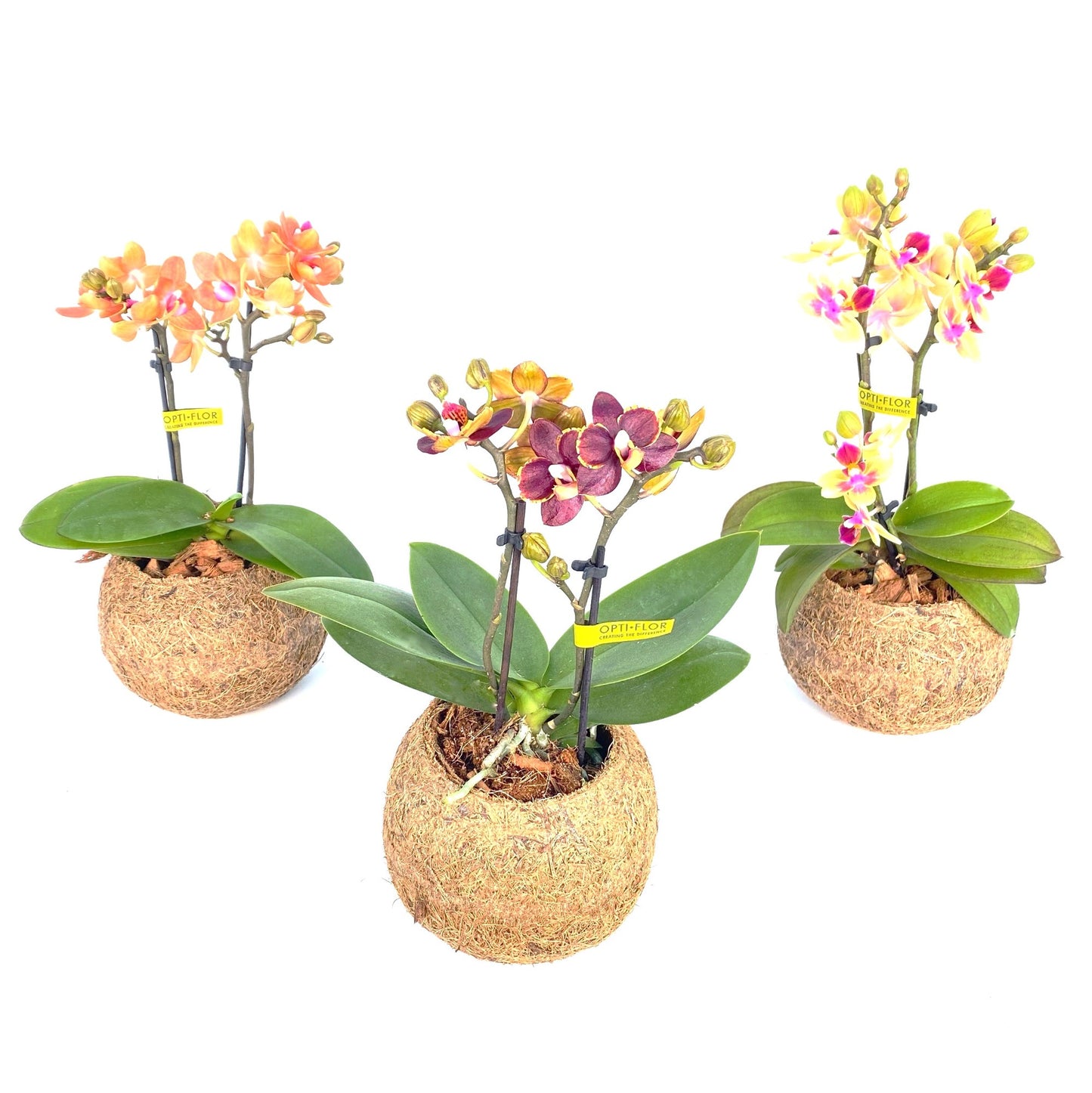 Kokodama Phalaenopsis mix 30cm 12cm Pot